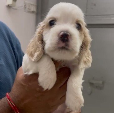 Purchase KCI Registered Cocker Spaniel Puppy from Jaipur